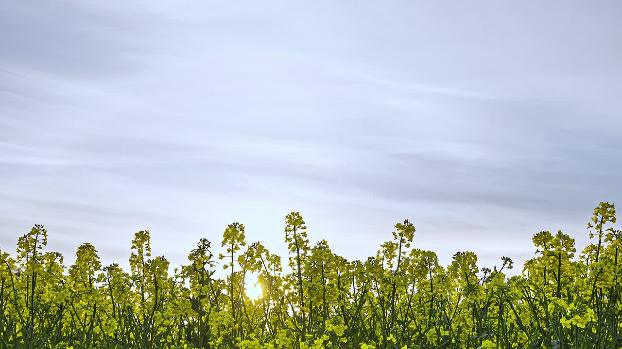 멋진 하늘을 배경으로 노란 꽃