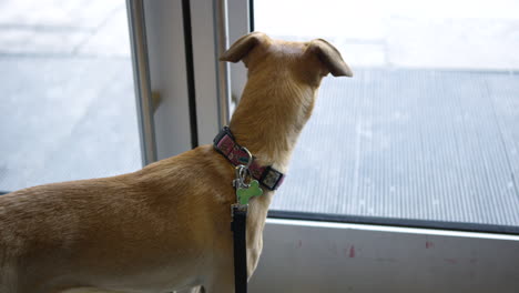 dog patiently waiting inside condo lobby to go for a walk outdoors