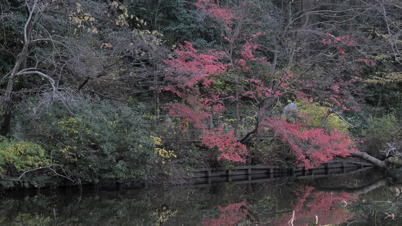 en otoño, el parque shakuji en tokio es muy hermoso y especial