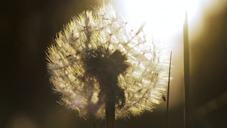 dandelion seed head in sunlight