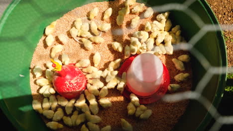 brood of fluffy yellow chicks feeding, viewed from behind chicken wire mesh