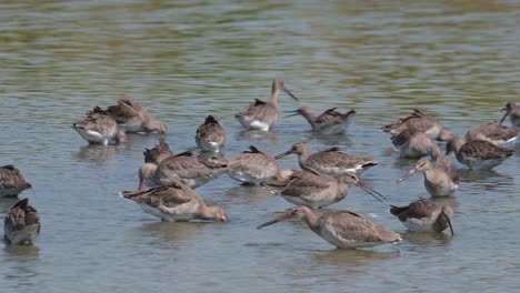 Ataque-Rápido-A-Su-Comida-Encontrada-Debajo-De-La-Profundidad-Del-Agua-En-El-Barro,-Agachadiza-De-Cola-Negra-Limosa-Limosa,-Tailandia