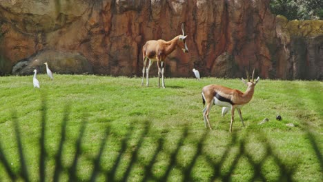 gazelles grazing in valencia biopark spain 4k 24fps