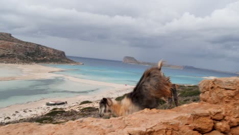 Mountain-Goat-parkour-climbing-down-ledge-along-stairs-at-Balos-Beach