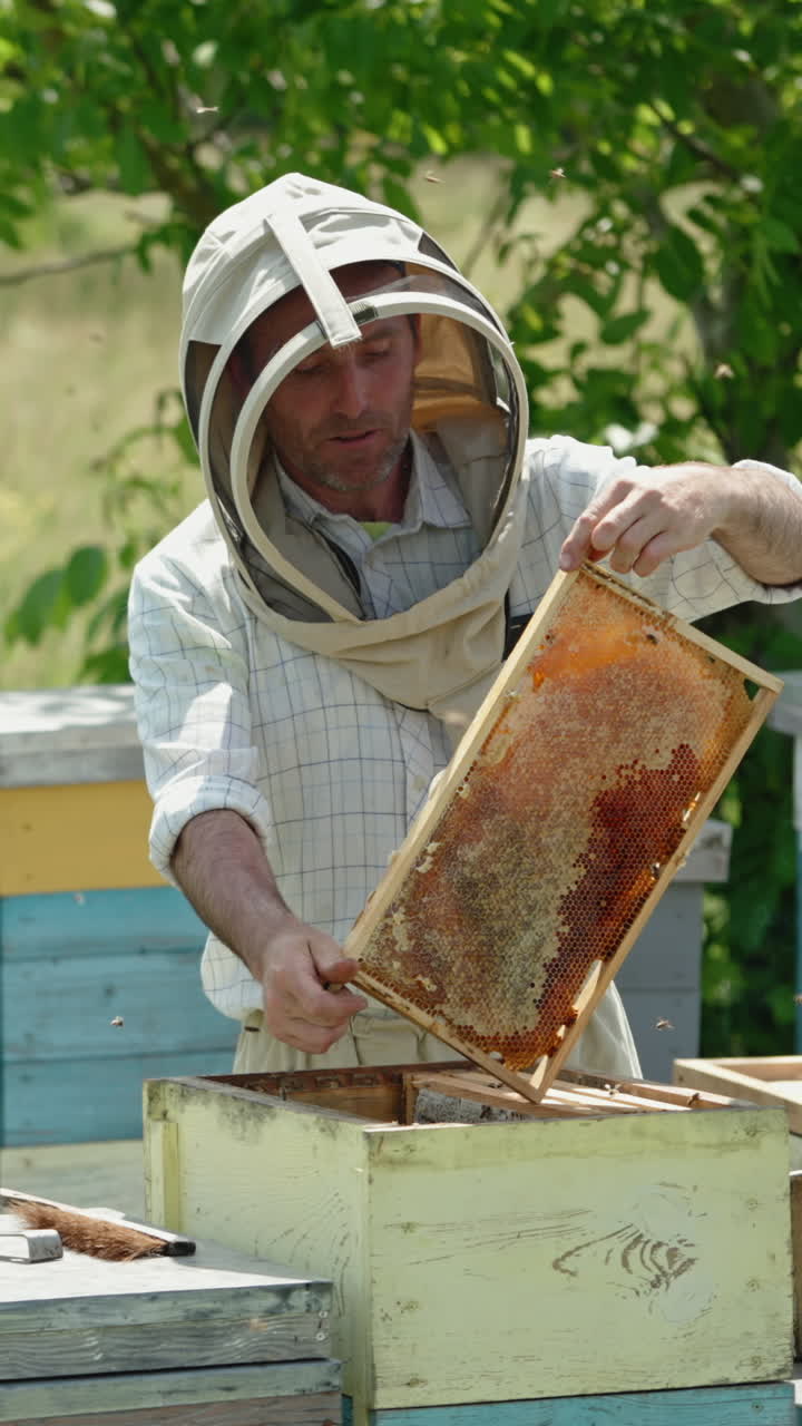 Frame of honeycombs ready for harvesting. Beekeeper is happy and satisfied with his harvest. Nature backdrop. Vertical video