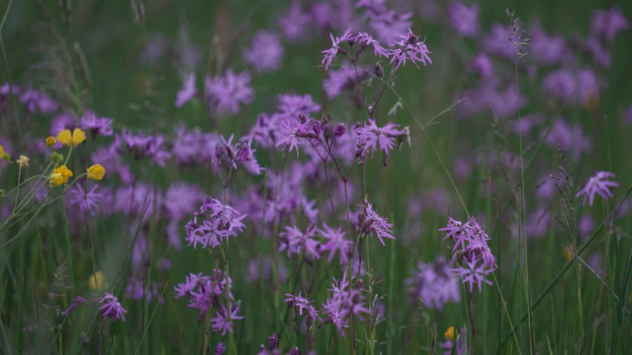 Ragged Robin (Silene flos-cuculi) flowers at dusk on a summer evening. North York Moors, England