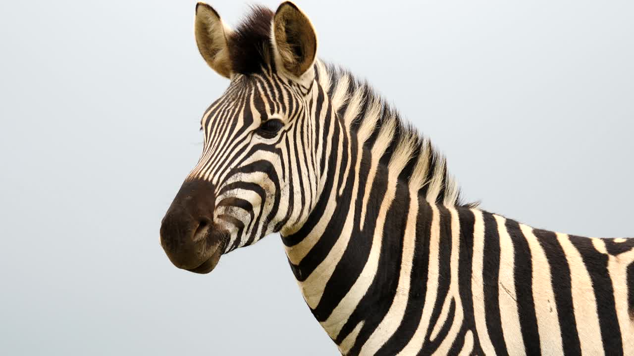 Closeup: Adult zebra stares into the distance, then turns head to look directly at camera, and blinks