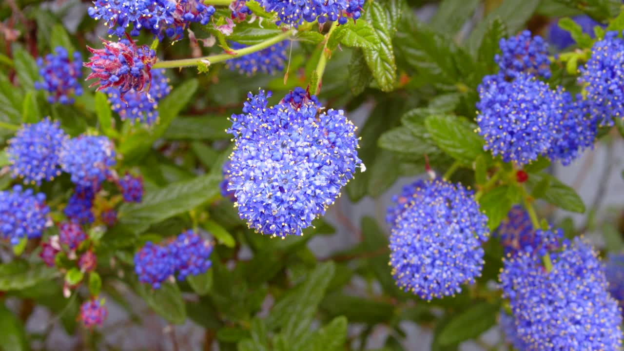 단일 ceanothus 꽃의 cu 샷