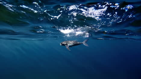 fish underwater