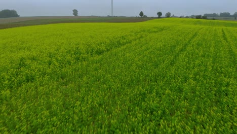 Tiefflug-über-Das-Senffeld-In-Richtung-Einer-Im-Nebel-Auf-Dem-Feld-Stehenden-Windmühle,-Luftaufnahmen-Per-Drohne-4k