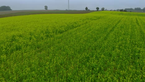 low overflight over the mustard field in the direction of a windmill standing in the field in the fog, aerial footage by drone 4k