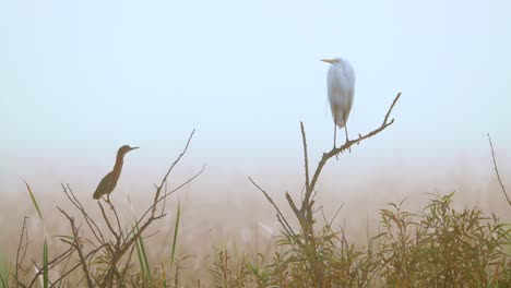 Weißer-Reiher-Und-Grüner-Reiher-Thronten-Am-Nebligen-Morgen-Im-Sumpf-Auf-Ästen