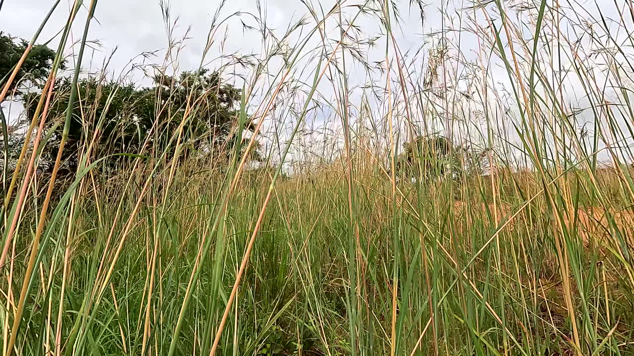 POV walking through tall grass, reveals isolated dirt road in remote wilderness