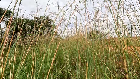 pov walking through tall grass, reveals isolated dirt road in remote wilderness
