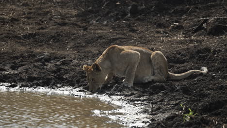 young male lion drinking from the edge of a muddy watering hole in a dry arid landscape, medium shot from a safari vehicle in africa
