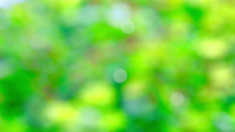 fondo de resorte abstracto con bokeh