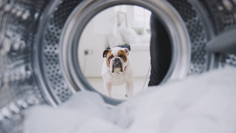 vista desde el interior de la lavadora a la mascota bulldog inglés mirando a través de la puerta