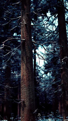 bosque de invierno oscuro y de mal humor