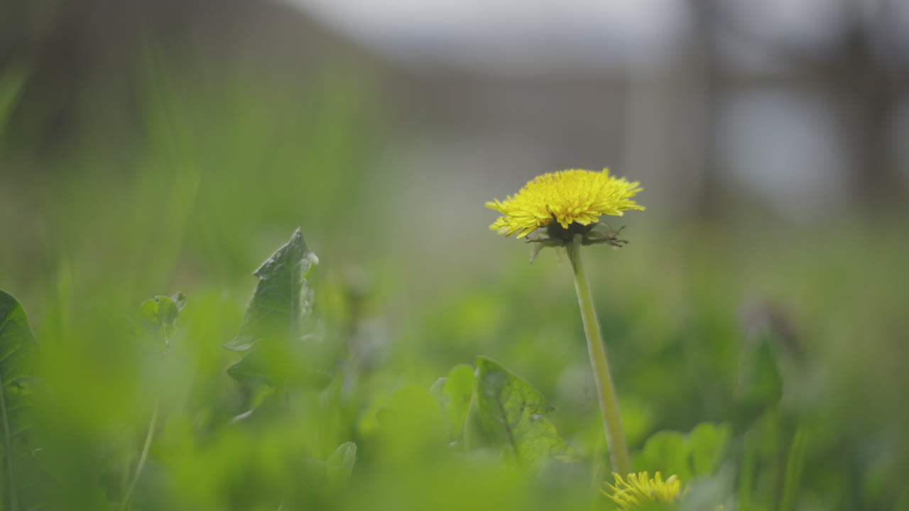 Dandelion in a grassy field
