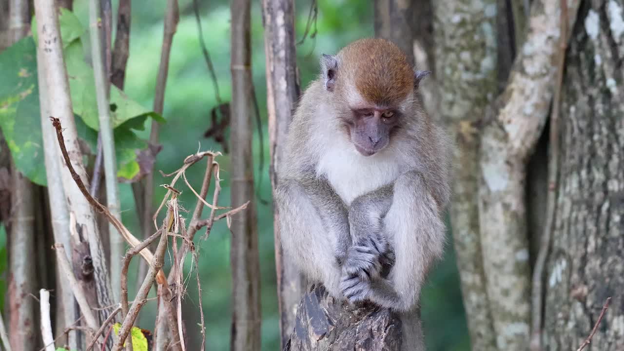 mono interactuando con el entorno en un entorno forestal