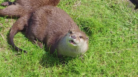 Group-of-young-playful-otters