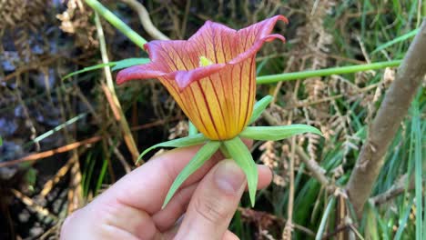 Person-touching-exotic-flower-in-anaga-national-park,-Tenerife