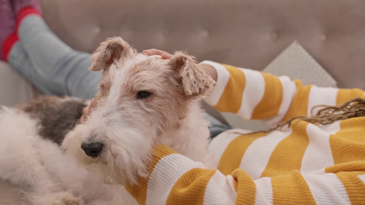 인식 할 수없는 주인 애완견