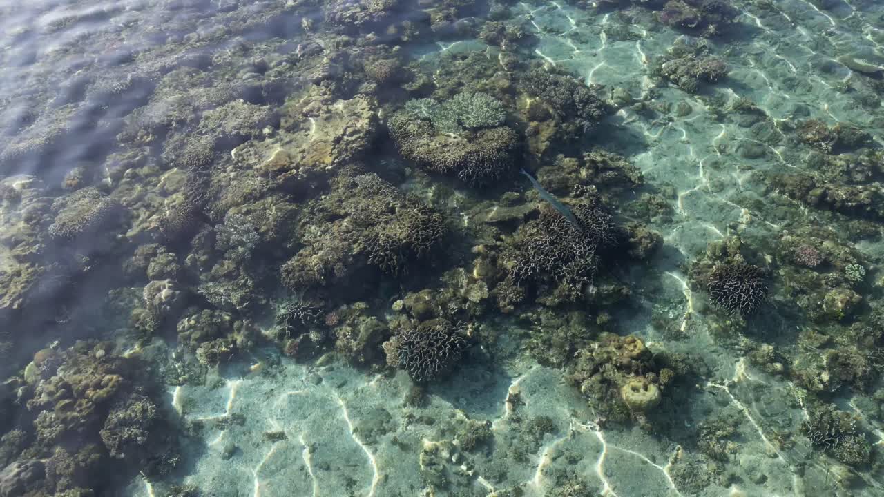 las aguas claras y poco profundas revelan un impresionante arrecife de coral debajo de la superficie.