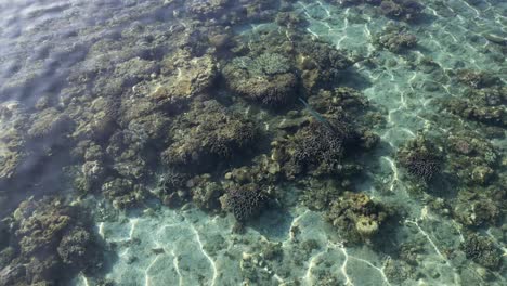 clear shallow waters reveal a stunning coral reef beneath the surface