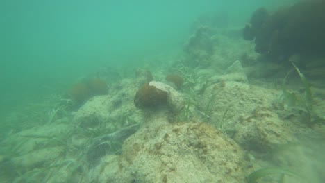 Feuerfische-Auf-Der-Suche-Nach-Foof,-Gesehen-In-Der-Nähe-Des-Strandes-Von-Tulum