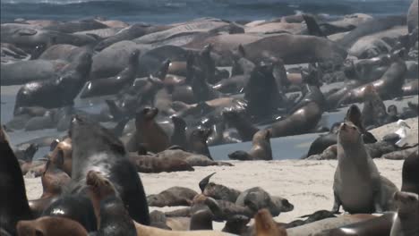 a large number of california sea lions relaxing with their younglings on a beach 2010s