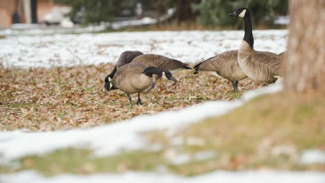 a flock of canadian geese during fall eating at a park in frasier meadows, boulder, colorado