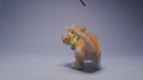 a cute baby orange kitten chases a feather toy and chases his own tail in circles against a blue background in slow motion