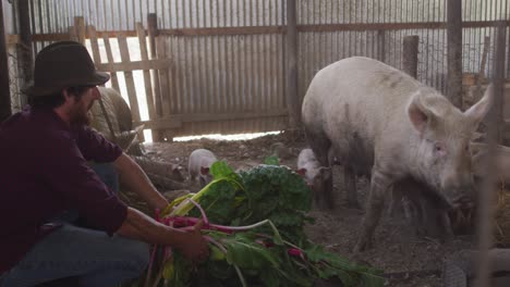 Hombre-Caucásico-Feliz-Trabajando-En-La-Granja,-Alimentando-Cerdos