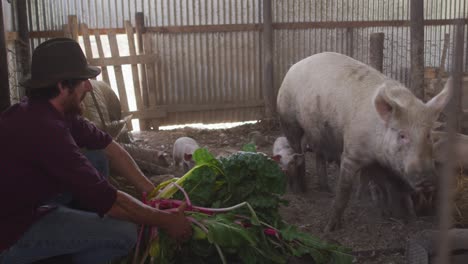 happy caucasian man working on farm, feeding pigs
