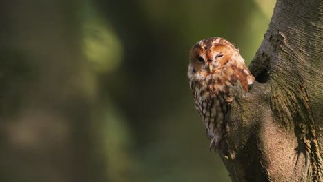 static close up shot of a cute tawny owl perched on the edge of a tree hollow with one eye squinted against the low golden light of the sun