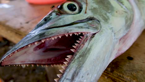 closeup of large open mouth and very sharp teeth of freshly caught spanish mackerel sea fish in the tropics