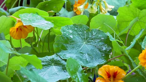 Close-up-of-rain-drops-falling-on-Nasturtium-leaves-in-slow-motion