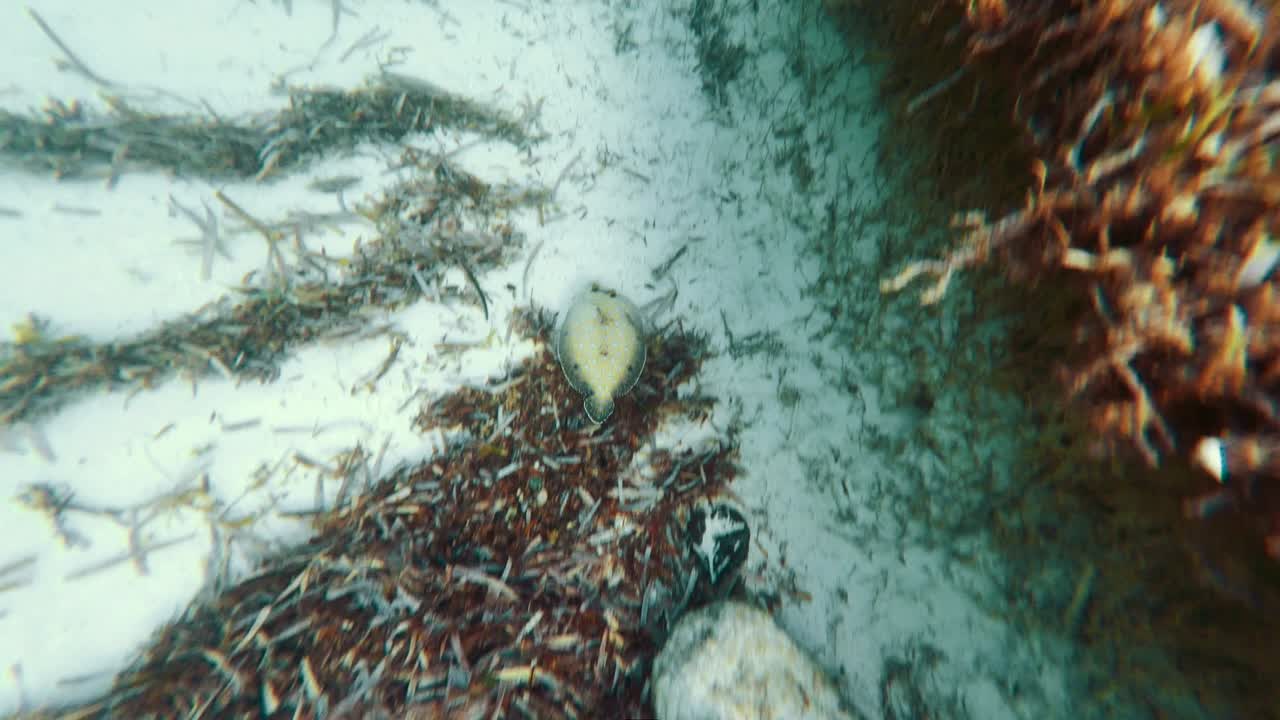 4k의 플라운더 물고기