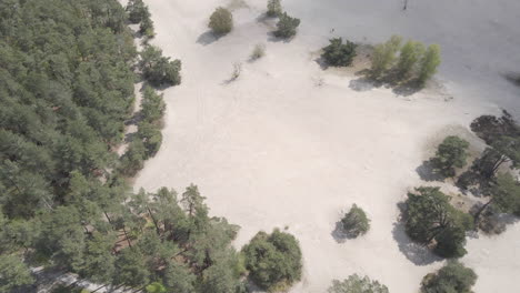 inclinación aérea sobre el bosque verde y revelando hermosas dunas de arena