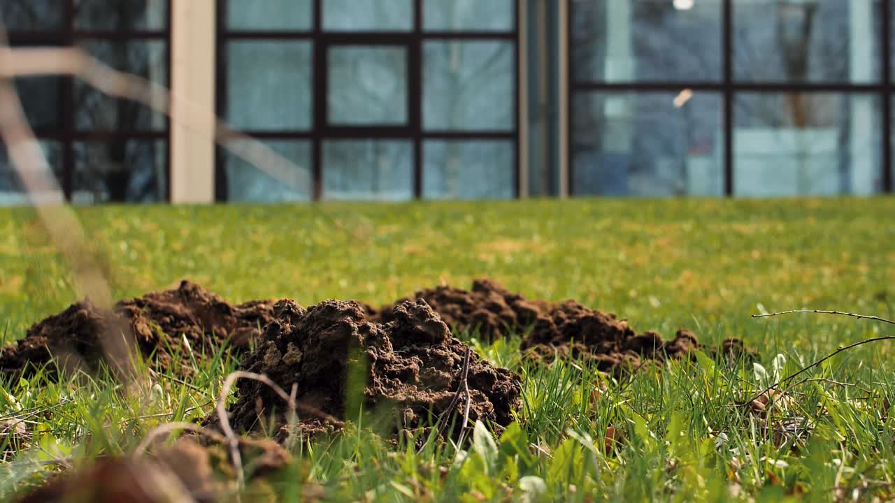 La talpa ha scavato nel terreno e ha formato cumuli di terra.