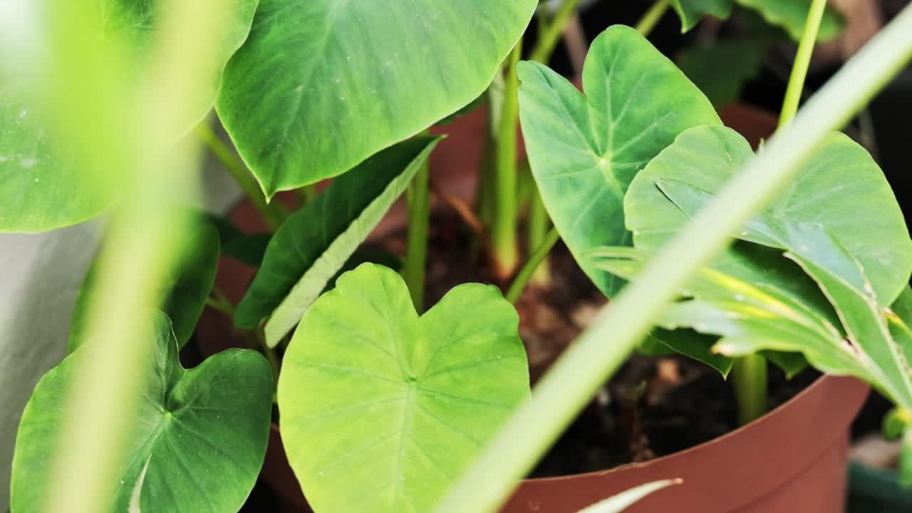 Grande, rigogliosa e verde pianta tropicale a foglia di elefante in vaso di plastica.