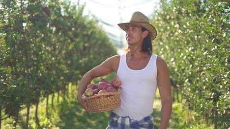 man harvesting apples in a sunny orchard