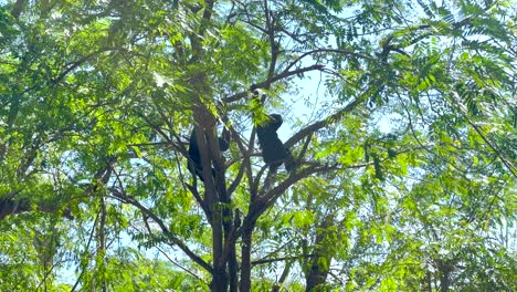 gibbon moves through trees at khao kheow zoo