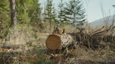 Red-squirrel-eating-a-pine-cone-on-fallen-tree-trunk