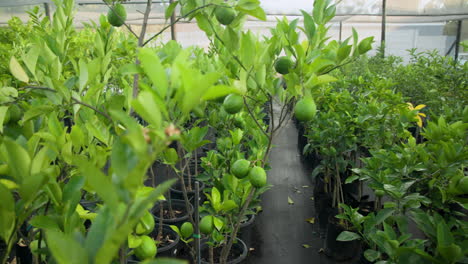 lush green lime trees growing in pots at plant nursery, thriving under sunlight, in greenhouse