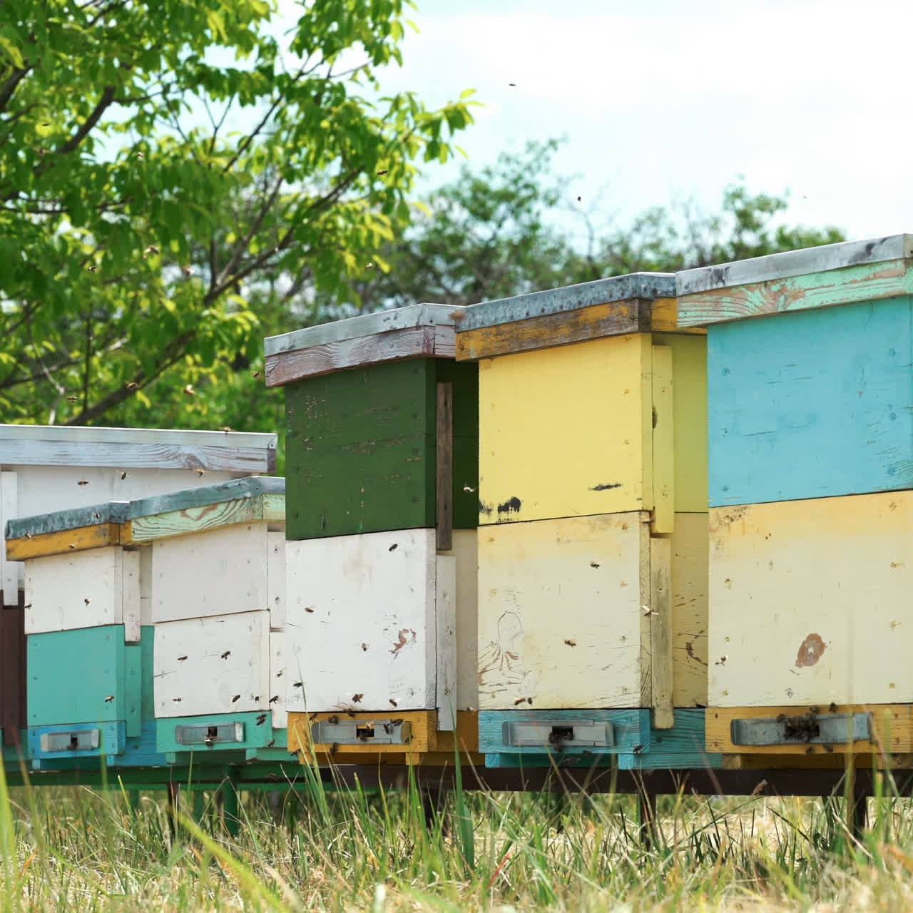 Apiary. Bees flying around the Beehive.