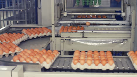 eggs moving on the production line