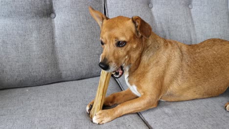 lindo perro mestizo marrón felizmente masticando un hueso grande y sabroso, justo antes de que la alimenten para su desayuno y luego de un paseo por la tarde cuando los dueños hayan terminado su trabajo