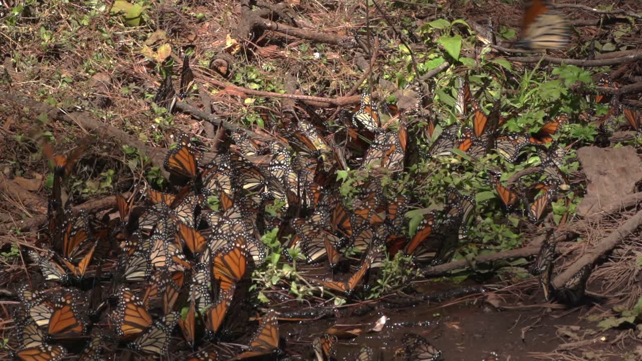 una gran reunión de mariposas monarca sentadas en un pedazo húmedo de tierra en el bosque